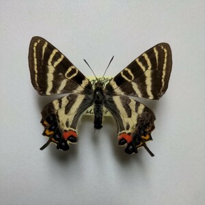 蝶国産標本　ギフチョウ　　　京都府京都市北区産　♂　　　1977年に採集した標本