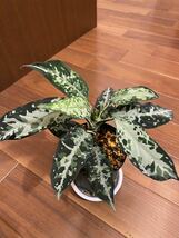 【HW便】Aglaonema pictum multicolor 熱波 from Tigalingga【HW0219-01c】アグラオネマ （用土鉢、タグ付）_画像1