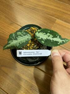 【LA便】Aglaonema pictum “Nix” Aceh sumatera 【LA0712-00】アグラオネマ （用土、鉢、管理タグ付）ニクス