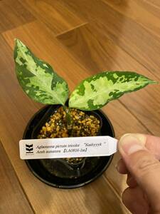 【LA便】 Aglaonema pictum tricolor “Kashyyyk“ Aceh sumatera 【LA0816-1ss】アグラオネマ（用土、鉢、管理タグ付）キャッシーク