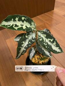 【TZ便】Aglaonema pictum Bungkuru Sumatra T-4112-1 アグラオネマ （用土、鉢、正規タグ付）