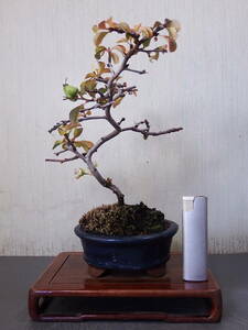 盆栽　白花長寿梅（Ｂ－１０）