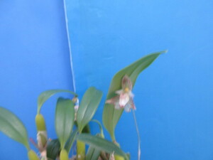 洋蘭 原種 バルボフィラムBulb. ambrosia　花付