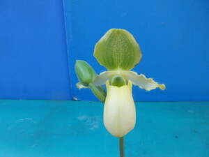 洋蘭 パフィオ Paph. primulinum　花付