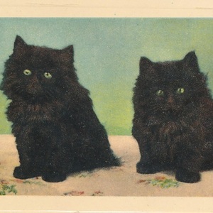 猫(9) B77◆アンティークポストカード フランス ドイツ ベルギー イタリア イギリス ネコ ねこ 子猫 外国絵葉書 ビンテージ