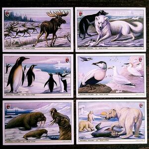 1952年イタリア◆北極の動物6種 アンティーク ビンテージ クロモス カード Y27