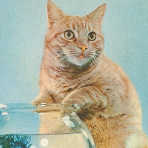 猫(18) R19◆ビンテージポストカード グリーティングカード フランス ドイツ ベルギー イタリア イギリス ネコ ねこ 子猫 