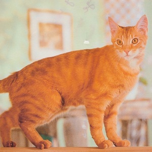 猫(19) R19◆ビンテージポストカード グリーティングカード フランス ドイツ ベルギー イタリア イギリス ネコ ねこ 子猫 