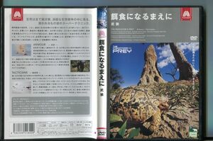 餌食になるまえに 武装/ 中古DVD レンタル落ち/a6671