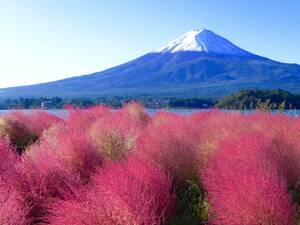 世界遺産 富士山とコキア 3 写真 A4又は2L版 額付き