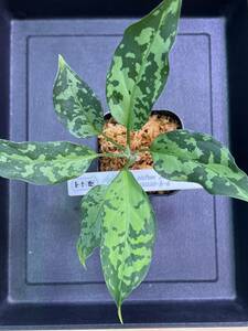 Aglaonema Pictum T-131220-b-6 NO2