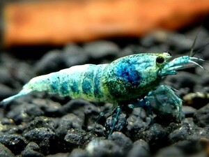  turquoise shadow shrimp 10 pcs 