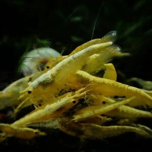  yellow stripe shrimp 10 pcs 