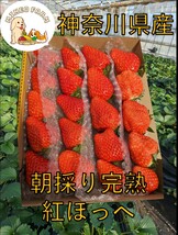 神奈川県産 いちご 完熟紅ほっぺ MineoFarm 800g_画像1