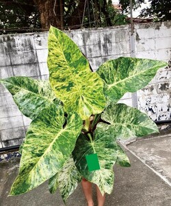 フィロデンドロン ギガンチウム バリエガータ Philodendron P. giganteum Variegata No1