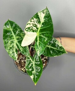 Alocasia pink Dragon var No5 アロカシア ピンク ドラゴン バリエガータ