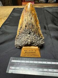 メガロドンの歯の化石。約110ミリ。貴重な標本です。メガロドン化石。置物 台付き。味わい深い色です。画像をご確認下さい。お安くご出品。
