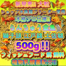 新販売 大粒 餌 たっぷり500g!! プロ仕様! らんちゅう 金魚 獅子頭 飼料 フィッシュフード 熱帯魚 観賞魚 エサ ブリーダーショップ使用 い_画像1