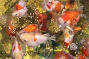 送料無料 700g 3mm 浮き エサ 錦鯉 育成用 養殖用 金魚 浮上 餌 魚粉44%低コストタイプ