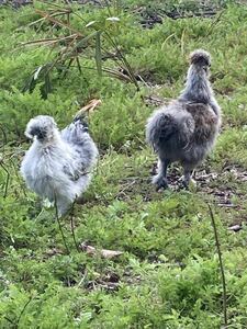 烏骨鶏(アメリカンシルキー）の有精卵12個　送料税込2600円　産卵3日以内　平飼い　広島米、広島牡蠣ガラを食べて育ちました　