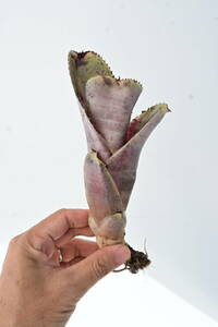 Neoregelia sp② @bikamori.com ネオレゲリア ラベル落ち