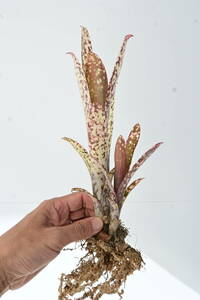 Billbergia 'Casa Blanca'② @bikamori.com ビルベルギア カサブランカ