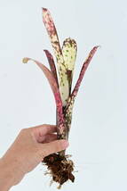 Billbergia sp① @bikamori.com ビルベルギア ラベル落ち_画像1