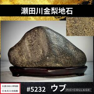 【年始初売り】 水石盆栽 瀬田川金梨地石 ウブ 横20.5×高11×奥行10(cm) 重量:2.14kg骨董盆石鑑賞石観賞石太湖石 5232