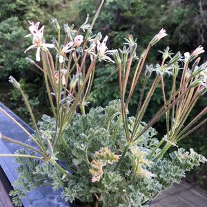 【種子】 ペラルゴニウム アッペンディクラツム　Pelargonium appendiculatum 5粒