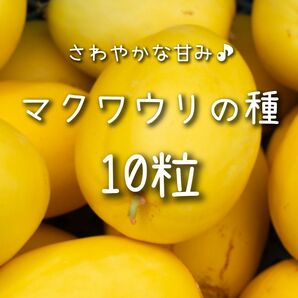 【マクワウリのタネ】10粒 種子 種 まくわうり 瓜 家庭菜園 夏野菜 甜瓜