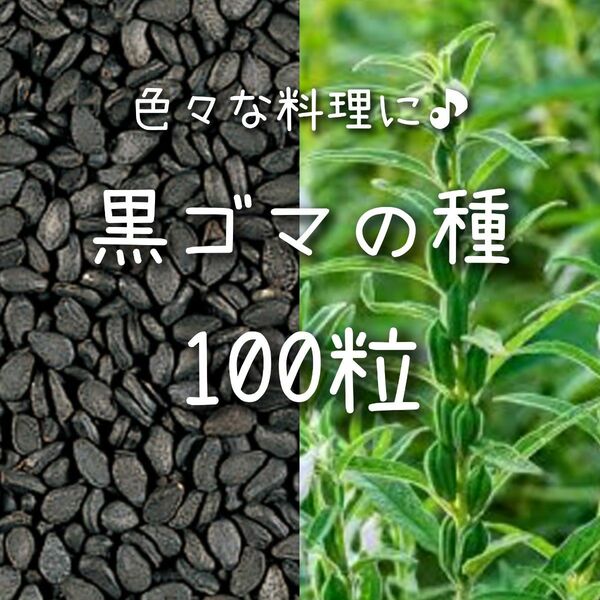 【黒ゴマのタネ】100粒 種子 種 白胡麻 ごま 栽培 家庭菜園 野菜