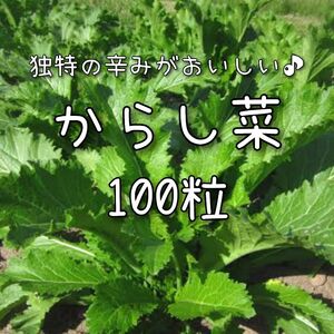 【からし菜のタネ】100粒 種子 種 カラシナ からしな 野菜 家庭菜園