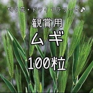 【観賞用ムギのタネ】100粒 種子 種 麦 ムギ むぎ 切り花や生け花、ドライフラワーにも