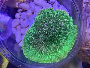 【同梱可】Mini Carpet Anemone ミニカーペットアネモネ イソギンチャク