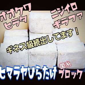 極上!初菌使用☆ヒマラヤひらたけ 菌糸ブロック【2個】トレハロース・ローヤルゼリー強化配合 オオクワガタに抜群☆産卵床に使うと爆産