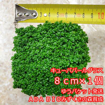 キューバパールグラス　８ｃｍ×１個　ADA　水草　前景草　ゆうパケット発送_画像1