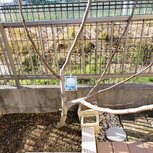 イチジク フランダースの穂木 ※4本セット 挿し木の画像1