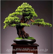 観葉植物 人工木 人工植物 人工観葉樹 シミュレーションツリーシミュレーション歓迎松盆栽緑の植物植物盆栽装飾品 鉢植え_画像1