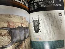 ビークワ BE-KUWA 77 2020年 12月号 クワガタ飼育レコードコンテスト 世界のヒラタ♂♀見分け方 超特大タランドゥスの飼育法 国内離島採集_画像3