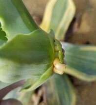 採れたて!【良血株 】 Agave parryi var. truncata Lime Streak アガベ パリー トランカータ ライムストリーク 検索 チタノタ アメリカーナ_画像9