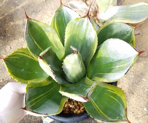 採れたて!【良血株 】 Agave parryi var. truncata Lime Streak アガベ パリー トランカータ ライムストリーク 検索 チタノタ アメリカーナ