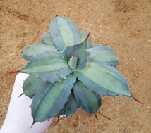 吉祥天錦 アガベ パリー ホーチエンシス錦 斑入り Agave parryi var huachucensis f.variegata 検索 チタノタアメリカーナトランカータ _画像6