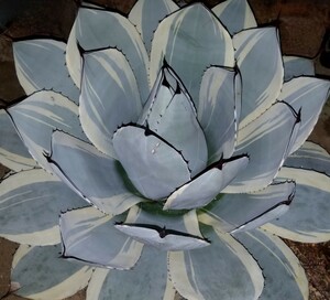 最後1株【確実本物 】 Agave parryi var. truncata Orizaba アガベ パリー トランカータ オリザバ 検索チタノタ トルンカーター