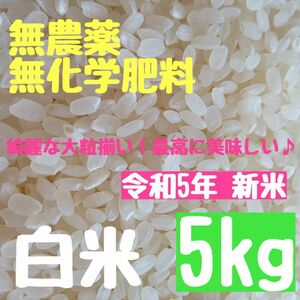 自然栽培 無農薬 無化学肥料 除草剤不使用 ヒノヒカリ 大粒 白米 新米