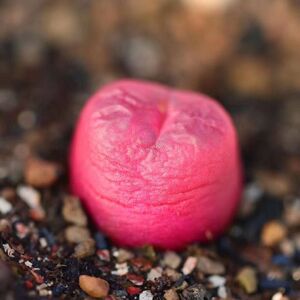 多肉植物　コノフィツム　マウガニー　紅宝石　1.2cm以上　3株1セット　抜き苗