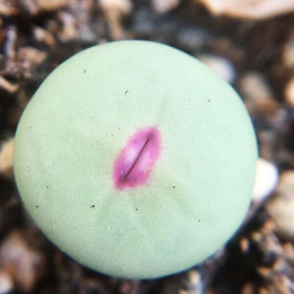 多肉植物 Conophytum pageae 抜き苗 1.2cm以上 3株セット