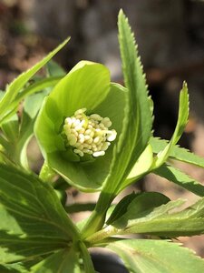 -G93- クリスマスローズ デュメトラム【原種・花芽有り 】 011709