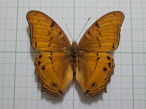 蝶標本。チャイロタテハ。中央スラウェシ産