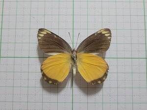 蝶標本。ドリメネカザリシロチョウ。セラム産