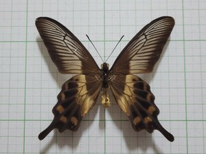蝶標本。リリスベニモンアゲハ。ウェタール産